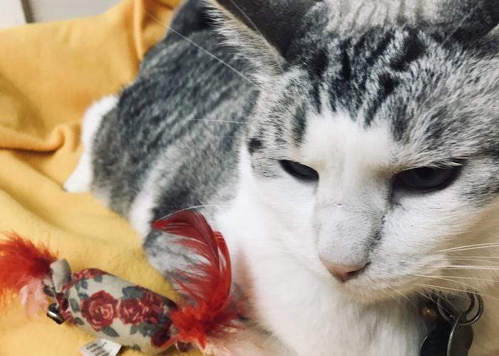 Animal Hospital in Hays, KS Hays Veterinary Hospital