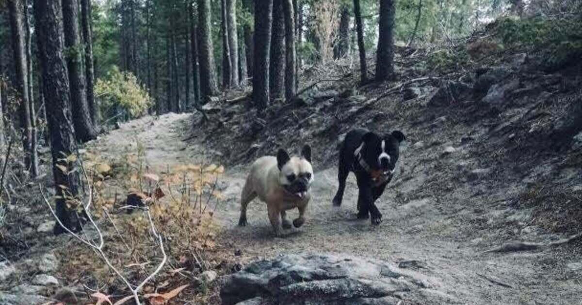 Veterinary Clinic in Hays, KS Hays Veterinary Hospital